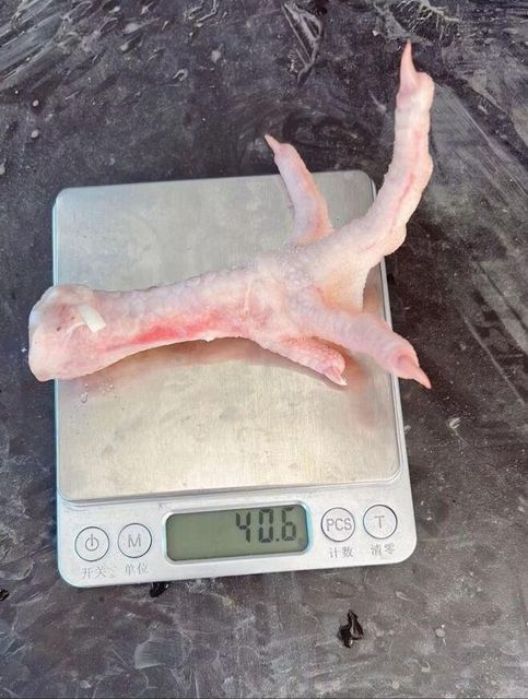 Seara Frozen Chicken Paws - Seara Chicken Paws - Frozen Chicken - Paws - Chicken Paws - Chicken - High Quality Grade a 100% Pure Nature Trans-Fat Free, - Image 2