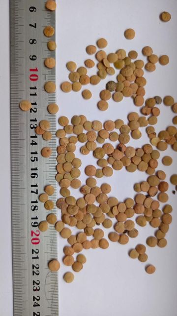 Bio Red Lentils - Image 2