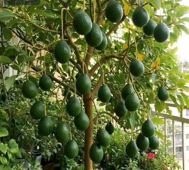 Avocado - Image 2