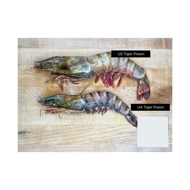 Export Grade Frozen Shrimps Bulk Sale With Fast Delivery Service - Image 4