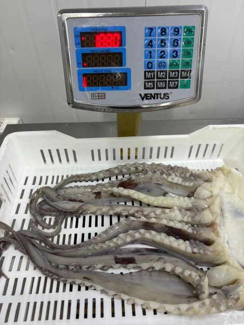 Gigant Squid (Dosidicus Gigas) - Fillets - Wings - Tentacles - Image 3