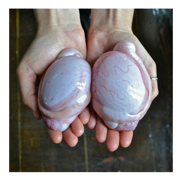 Beef Testicle, Sheep Testicle Frozen Beef Testicles, Fresh Beef Testicles - Image 2