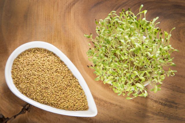 Quality Grass Seeds Alfalfa for sale / wholesale Alfalfa Seeds for sale - Image 2