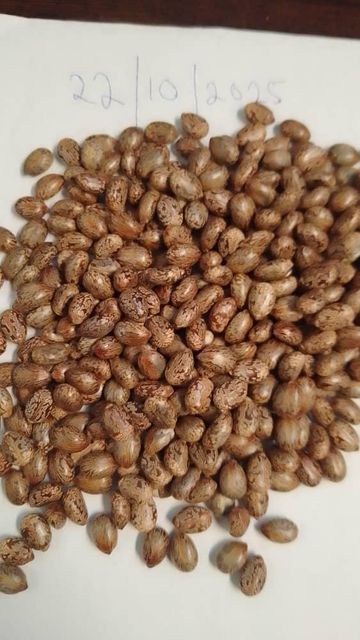 Castor Oil (CCO/FSG) – product photo 3, product detail gallery