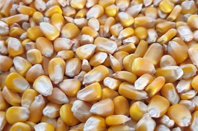 Best quality cheap pricesPremium Yellow Maize Yellow Corn for Animal Feed  Export Quality South Africa - Image 4