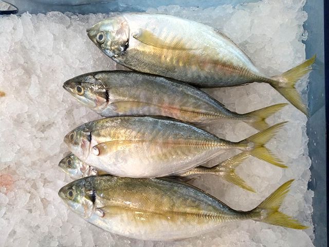 Hot Selling 2023 Frozen Yellowtail Scad Whole Round Competitive Price - Image 2