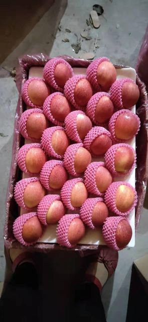 Premium Fresh Gala Apples, Crisp Sweet Juicy Grade A Fresh Fruits with Rich Nutrition - Image 2