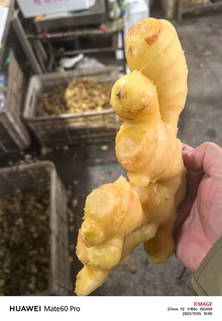 Fresh Ginger / Chinese Ginger / High Quality Natural Ginger for Export – Leading Supplier from China - Image 4