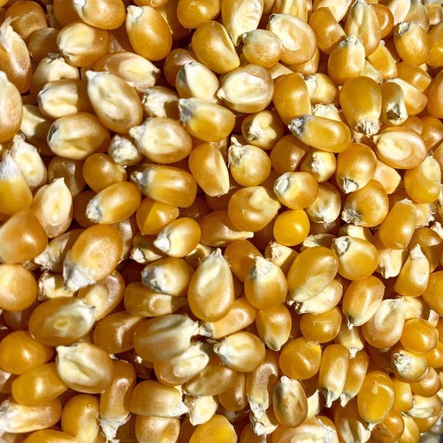 Fresh Golden Yellow Corn For Wholesale Natural Yellow Corn With Perfect Taste And Excellent Storage Quality - Image 2