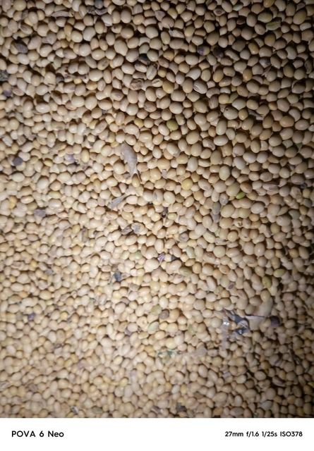 Soyabeans - Image 1