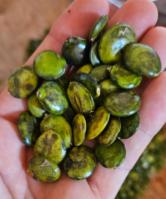 griffonia seeds: used for their 5-HTP content in nutraceutical / pharmaceutical industry - Image 4