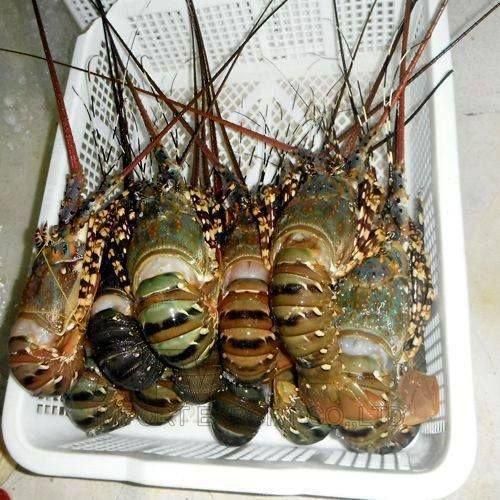 Frozen Fresh Jumbo Size Live Rock Lobster Green Lobster with Whole Tail in Box Cooked and Dried Styles for Food - Image 3