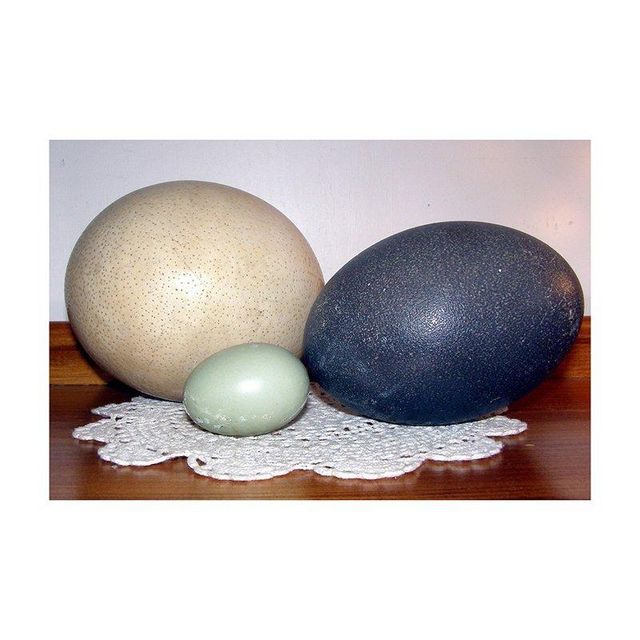 Fast delivery ostrich eggs supplied for factory direct wholesale sourcing - Image 3