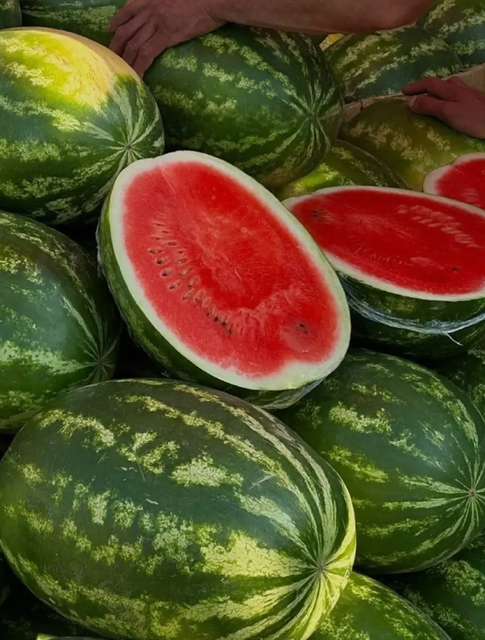 Best-Selling Mini Seedless Watermelons Fresh Large-Size Watermelon 6 per Carton Buy Naturally Sweet Watermelon - Image 5