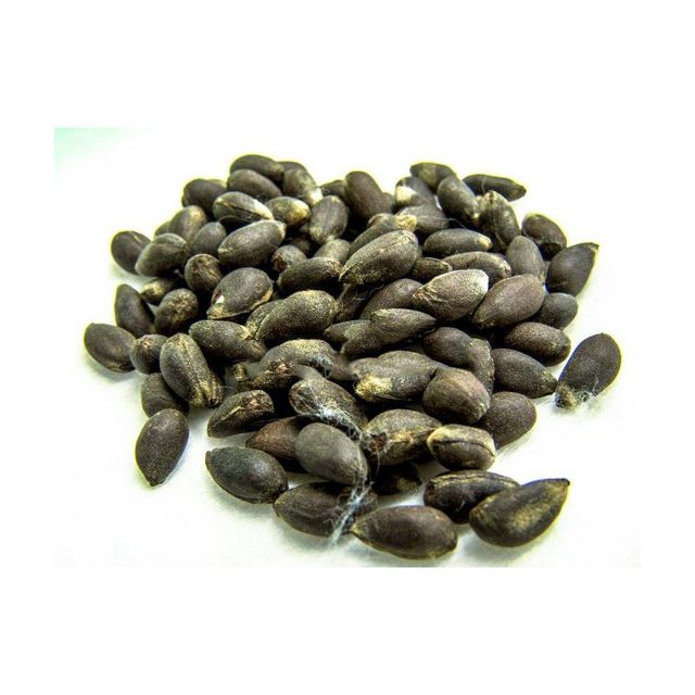 Cotton Seeds bulk supply wholesale deals fast delivery high-quality stock available - Image 3