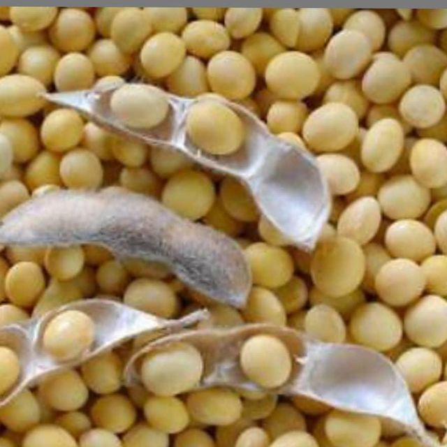 Soyabeans - Image 3