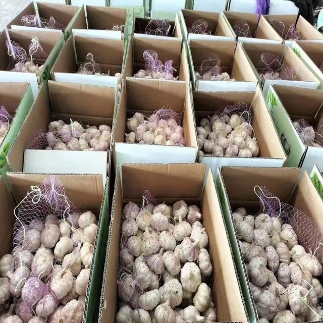 Best Price Fresh Garlic for Sale Direct From Organic Farms Ready to Ship In Stock Available with Fast Delivery Buy Today - Image 5