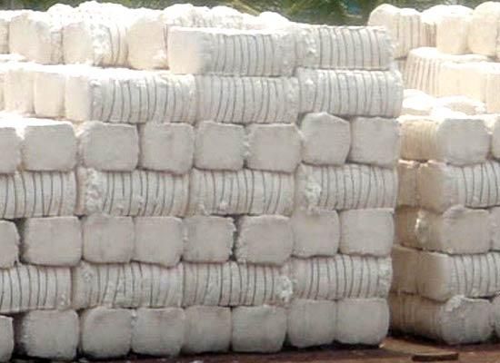 Buy Raw Cotton Bales Online – Premium Quality, Fast Delivery - Image 4