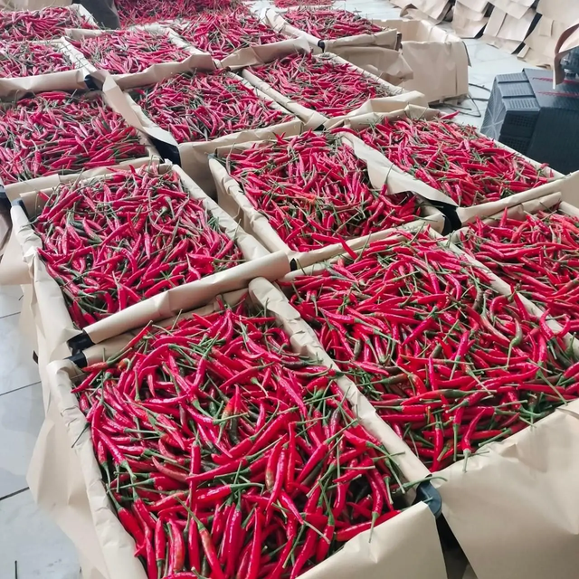Chilli Fresh Chili Exporter - Best Price & High Quality for supply Premium Dried Red Chilli Peppers – Export Quality Wholesale Spice Supply - Image 6