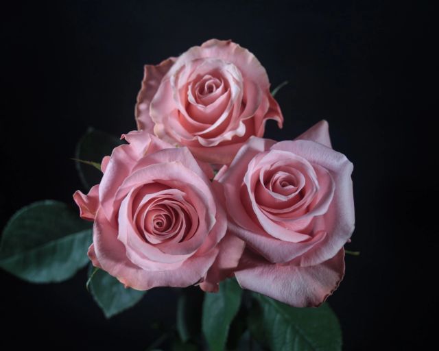 Fresh cut roses from Ecuador Origin Ecuador Seasonality Summer Grade Export grade Packaging As needed Freshness Level Export Grade - Image 4