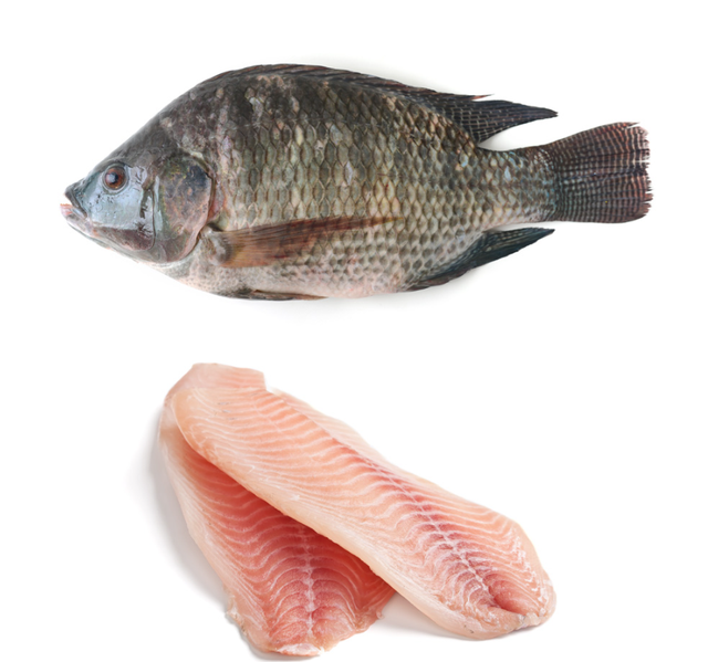 Frozen Seafood Tilapia for Sale/ Wholesale Frozen Tilapia Fillet Fish Available/buy Bulk Tilapia Fish - Image 3
