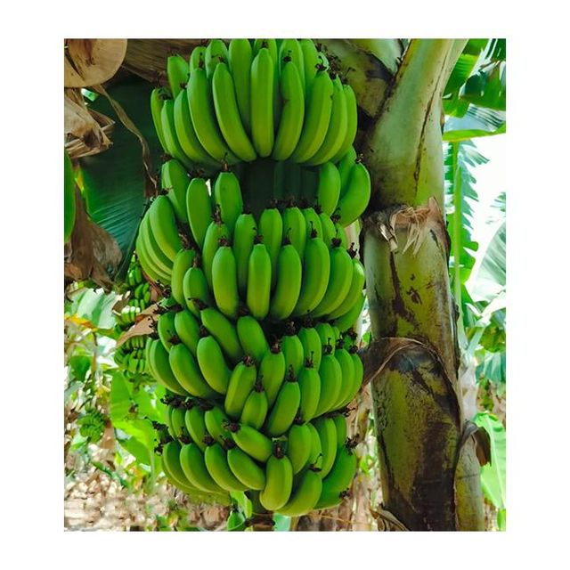 Buy Natural Green Fresh Bananas Affordable Price Fresh Cavendish Bananas Manufacturer From India - Image 3