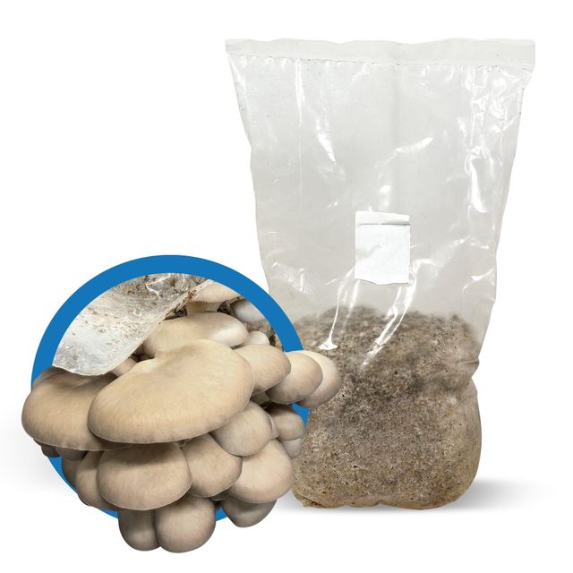 Mushroom Growing Spawn Bag Premium Quality for Fast Delivery Get the Best Wholesale Rates and Start Cultivating Mushroom - Image 1