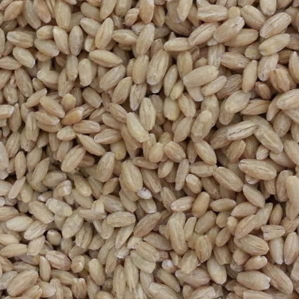 Barley - Image 1