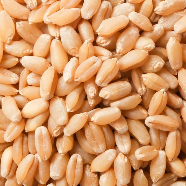 Natural Durum Wheat Grain With Golden Color Wheat Texture For Industrial Milling And Wholesale Export - Image 4