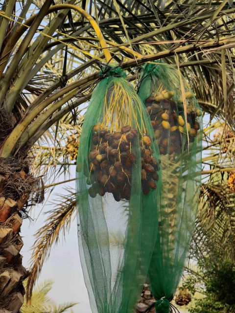 Iranian Piarom Dates - Grade 1 - Premium Quality - Export Quality - Bulk - Wholesale - Dried Fruit - Selected - Commerci - Image 5
