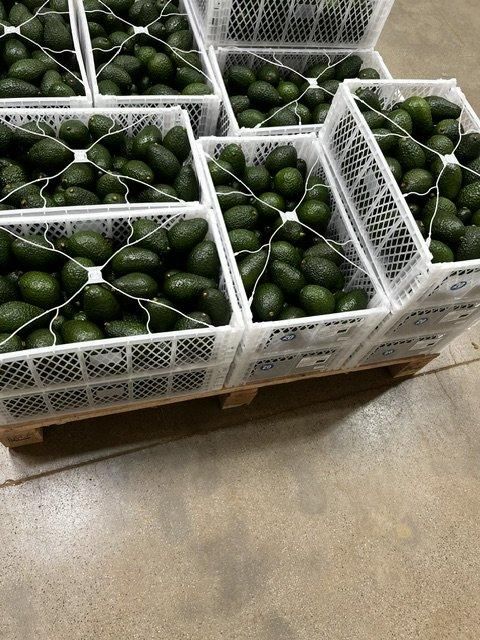 Hass Avocado Features Organic Size Range C14 Through C28 Shelf Life Excellent Shelf Life Certifications Global Gap, Smeta - Image 1