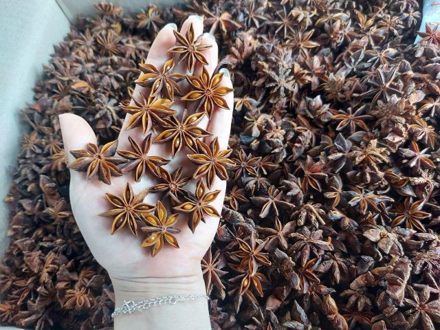 Vietnam Spring/ Autumn Star Anise - Image 2