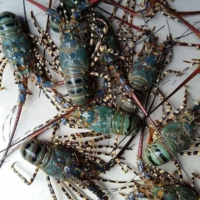 Deep Sea Frozen Lobster Processed Under Strict Handling Practices Delivering Fresh Ocean Taste In Every Batch - Image 4