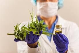 Potency Cannabis HPLC Organic Yes Origin Regional Features Organic Product Form Cannabis Potency Testing Method Hplc Packaging Size 1000kg, > 2000 g - Image 4