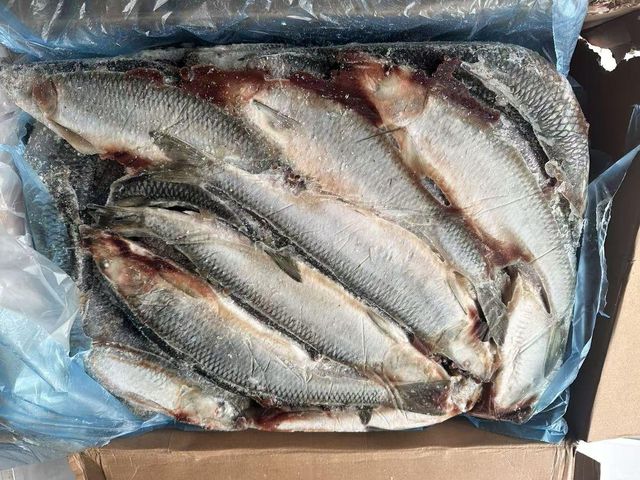 Frozen Herring Fish High Protein Seafood Selection With Reliable Cold Storage Handling For Bulk Import Demand - Image 5