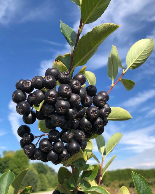 Aronia Jam - Image 4