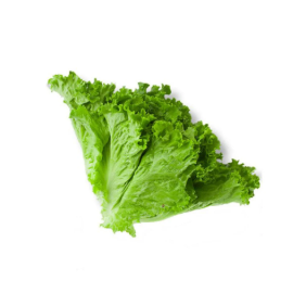 Fresh Lettuce Grade A Types Iceberg, Romaine Packaging 5kg / 10kg Cartons, bag Shelf Life 10–14 Days Under Refrigeration - Image 2