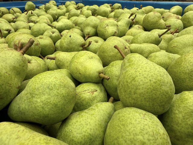 FRESH WILLIAM BON CHRETIEN PEARS FOR SALE!! CLASS 1 EXPORT QUALITY WILLIAM BON CHRETIEN PEARS FOR EXPORT – product photo 3, product detail gallery