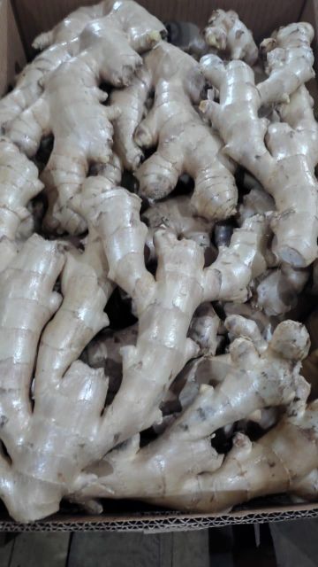 FRESH GINGER – product photo 3, product detail gallery