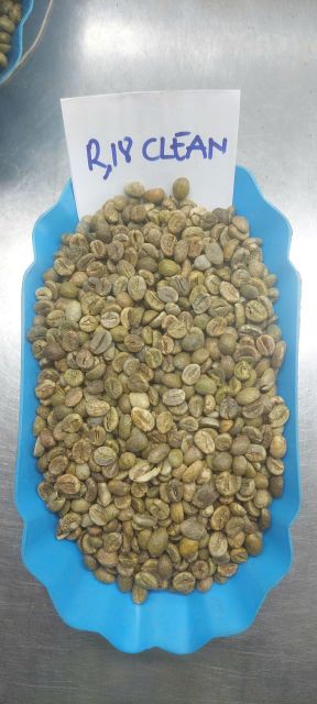 VIETNAM ROBUSTA COFFEE BEANS - Image 1