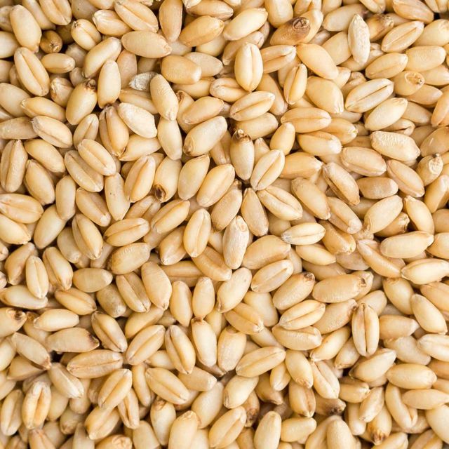 Premium Quality Durum Wheat Rich In Protein And Fiber Fresh And Natural Wheat Perfect For Wholesale Buyers Worldwide - Image 2