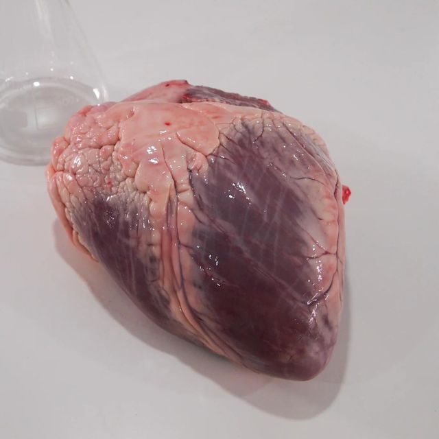 Frozen Beef Heart Excellent Quality Wholesale Price Rich Flavor High Protein Carefully Processed for Food Service - Image 5