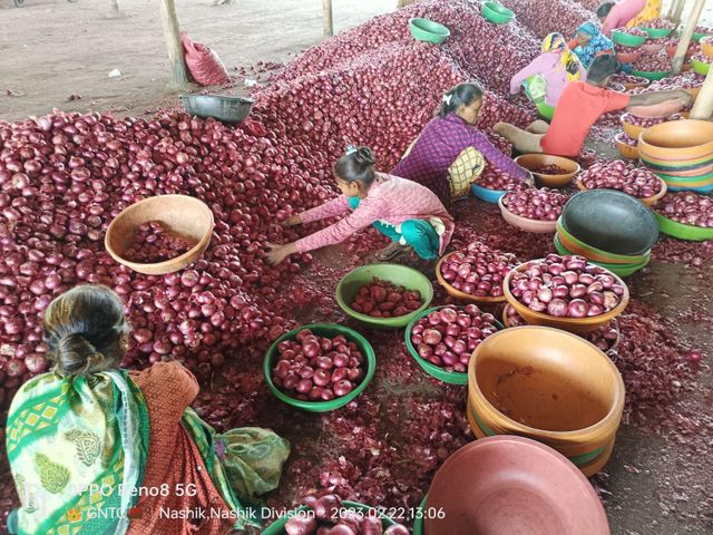 Fresh Onion, Indian Onion, Red Onion, Onion, Nashi Onion, Pink Onion, Garva Onion - Image 4