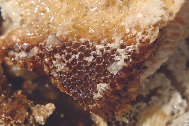 NATURAL RAW HONEY 2021 - Image 4