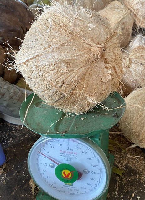 Mature coconut husked Grade A Form Whole Origin Vietnam Color Yellow brown Packaging Mesh bag Maturity Stage Mature Weight (kg) 1.2kg - 1.5kg - Image 7