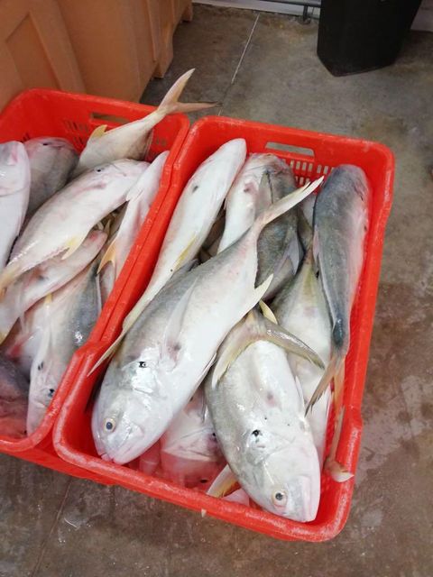 Frozen Trevally (Caranx Hippos) Size variety Quality Premium quality, sustainably sourced Intended Use Suitable For Wholesale And Processing - Image 4