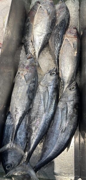 Fresh and Frozen fish Fish Type Mackerel, Tuna Catch Method Wild-Caught Freshness Level Fresh, Frozen Degree of Processing Whole Fish - Image 2