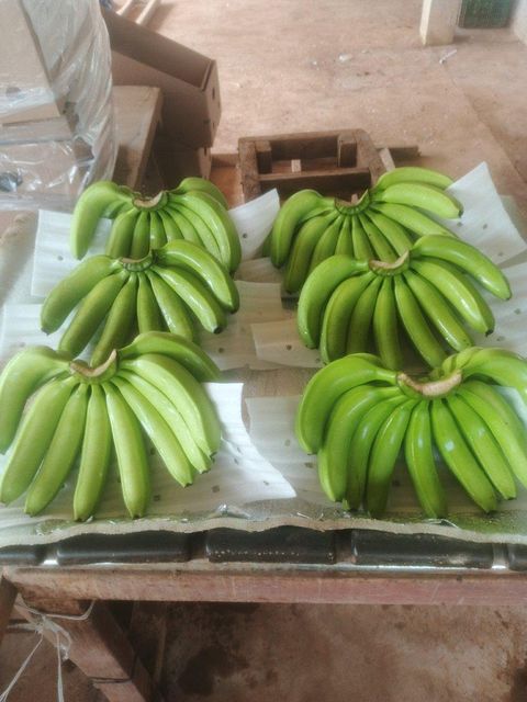 Fresh cavendish banana - Image 3