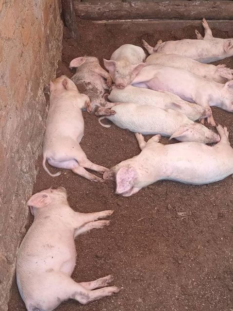 Pig,pork,bacon Texture Fresh Color Natural Size 30-70 kg per Source Responsible Address Entebbe-Kasanje Type Large white, Long white - Image 1
