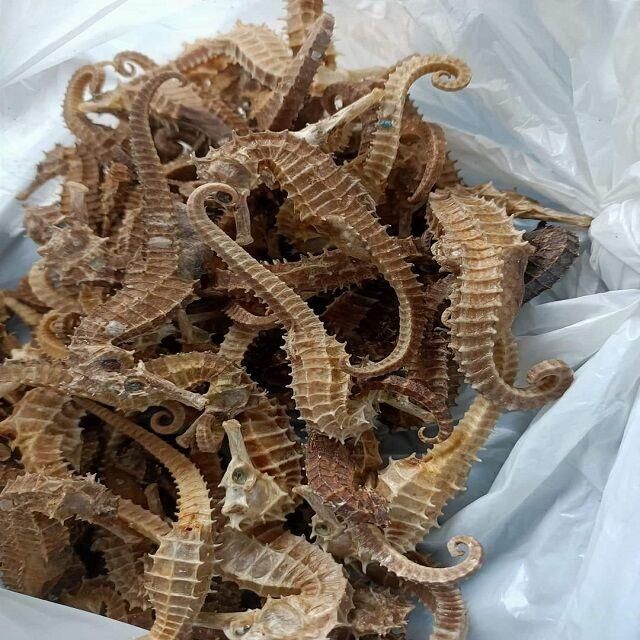 Premium Dried & Frozen Sea Horse, Available in bulk for wholesalers, distributors - Image 2